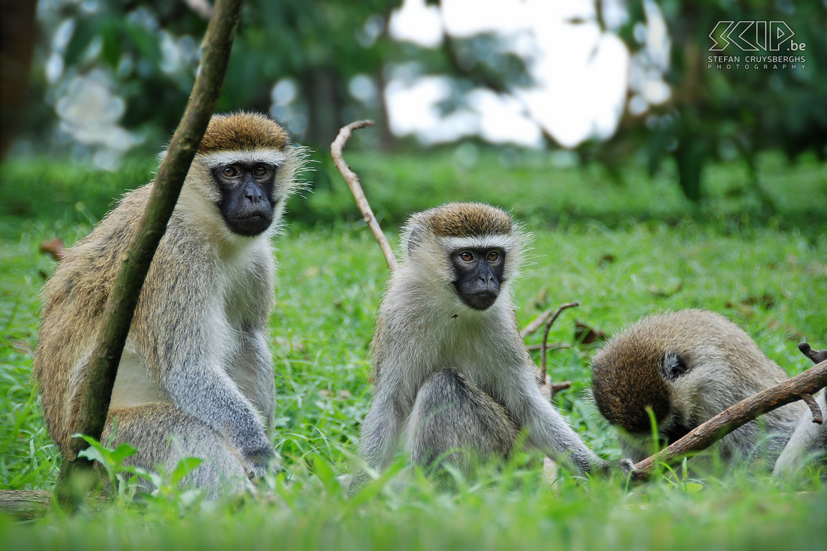 Entebbe - Velvet Monkey Several families of green guenons (velvet monkeys) live in the botanical gardens of Entebbe. Stefan Cruysberghs
